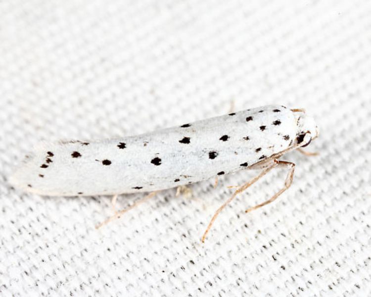 A white insect with black spots.