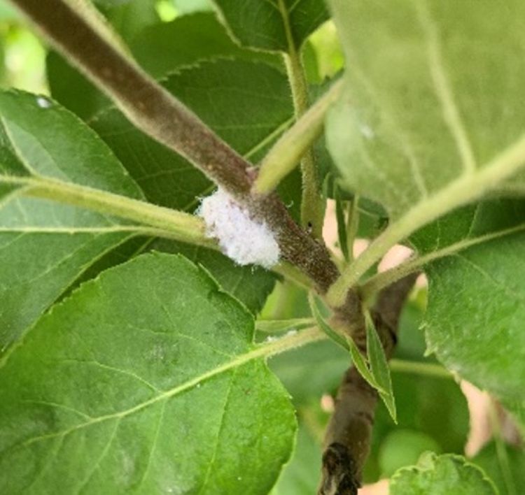 White, woolly puff on apple branch.