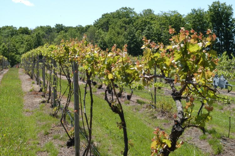 The Northwest Michigan Winegrape Spring Kick-off Meeting will be held April 10, 2015 in Traverse City. Photo credit: Duke Elsner, MSU