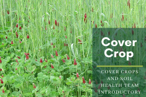 New videos explore benefits of cover crops to soil health