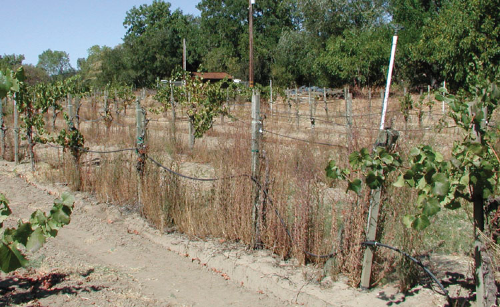  Dead and dying vines because of Pierce’s disease. 