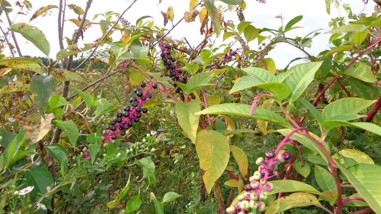 Pokeweed. All photos by Ron Goldy, MSU Extension.