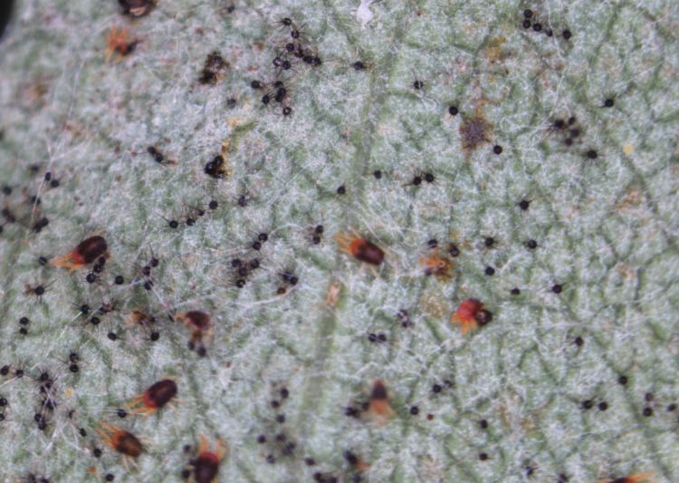 European red mite and powdery mildew cleistothecia on Juneberry