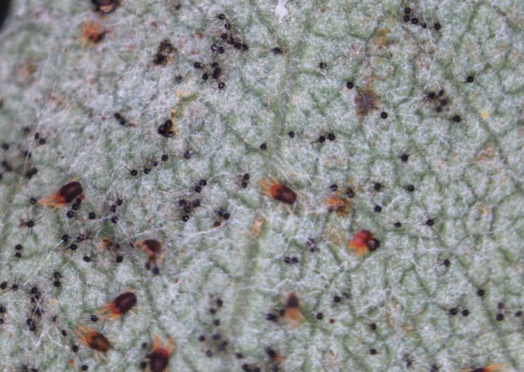 European red mite and powdery mildew cleistothecia on Juneberry