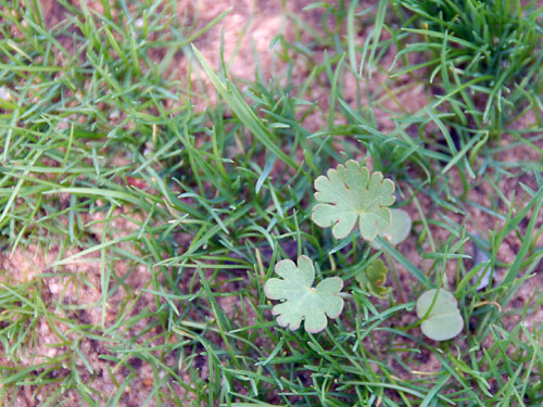 common geranium4.jpg