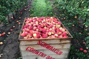 Grand Rapids area apple maturity report – Sept. 30, 2020