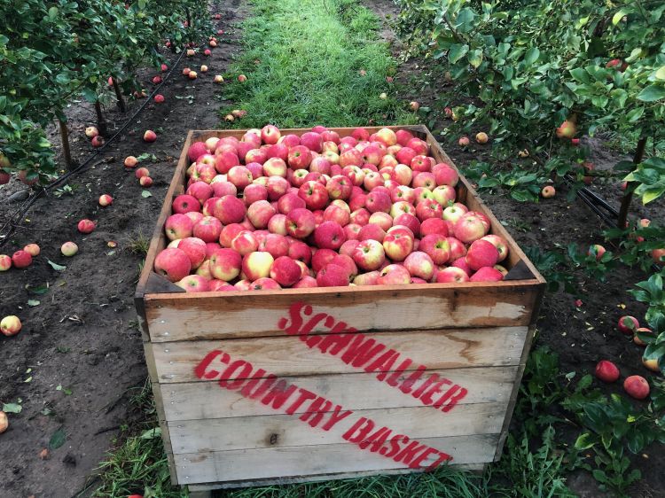 Honeycrisp apples