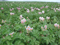 potato flowers