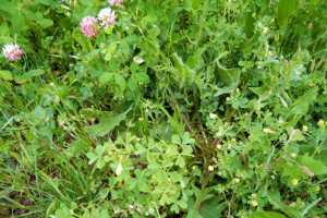 Pesky Broadleaf Weeds Flowering In Turf Turf