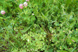 Pesky broadleaf weeds flowering in turf
