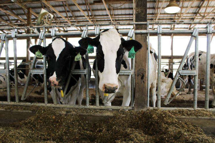 What is the buzz around cow longevity? - Dairy