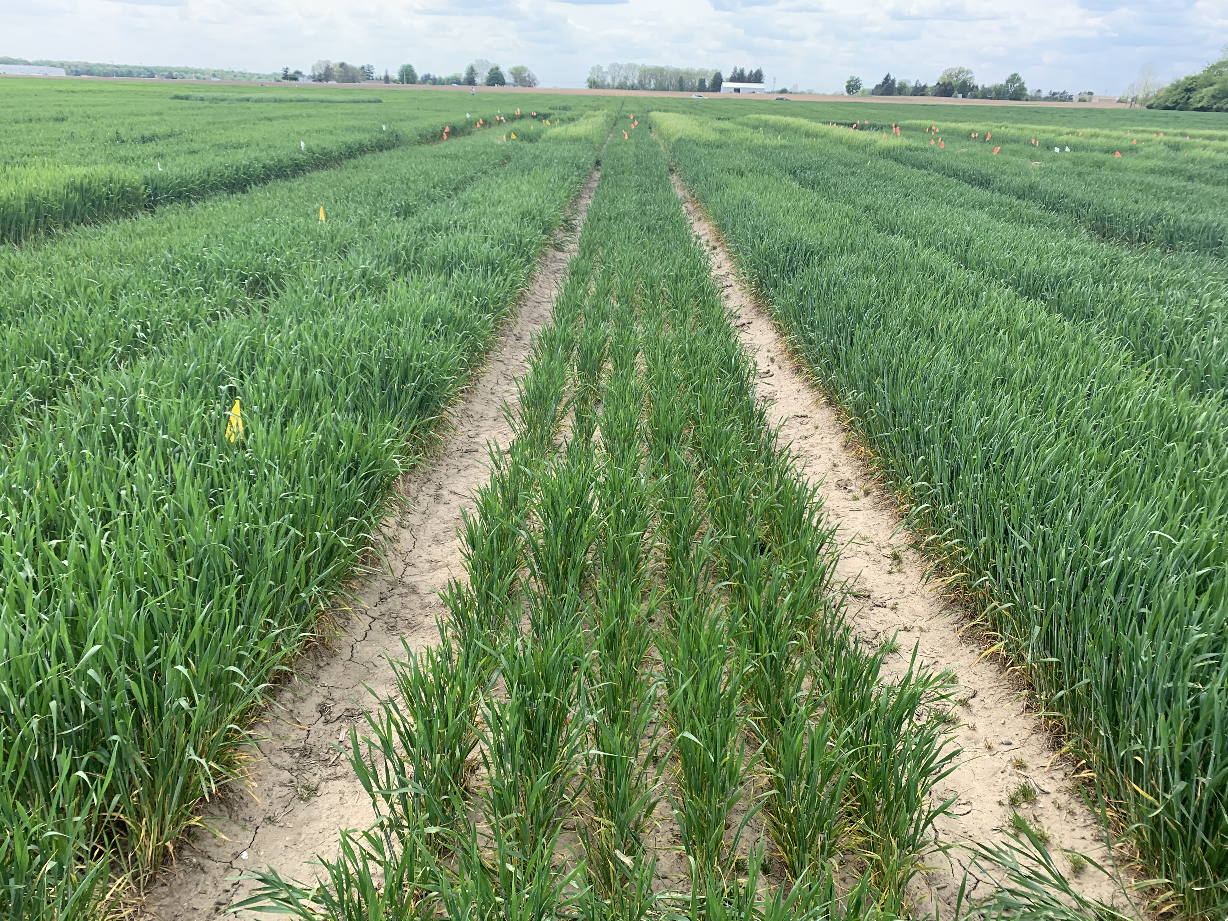 Management considerations for late-planted wheat - Wheat