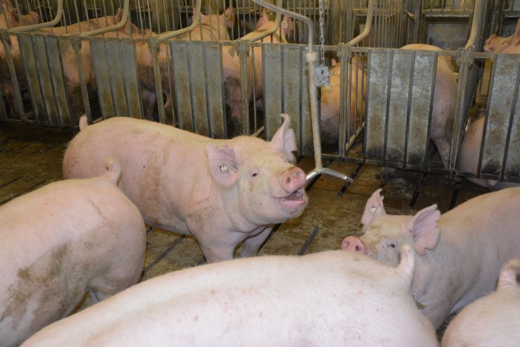 pig drinking water in group pen