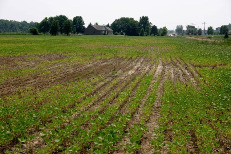 Soybean field.