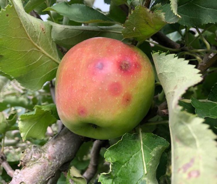 Bitter pit symptoms in apple