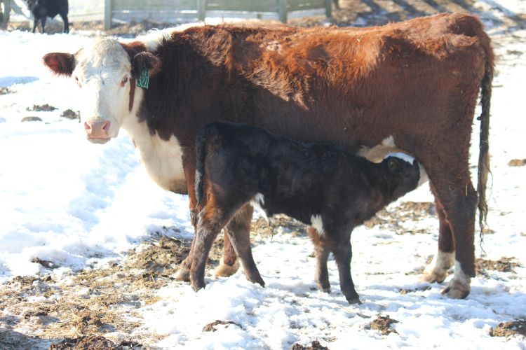 Calf nursing