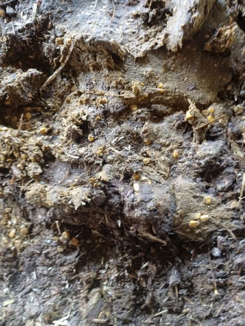 Whole shelled corn kernels present in cattle manure.