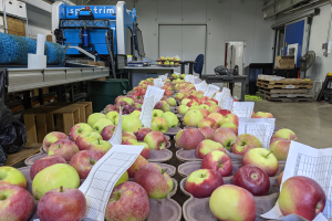 Grand Rapids area apple maturity report – Aug. 18, 2021
