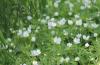 Canada anemone