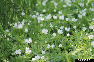 Canada Anemone