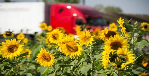 Photo of sunflowers with a semi truck in the background.