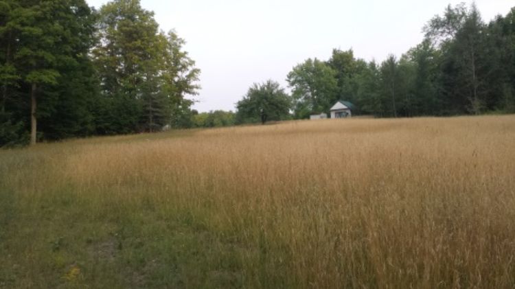Dead unmowed grass near a camp in Menominee County. Photo Credit: Mike Schira l MSU Extension
