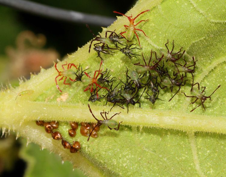 Squash bug eggs and nymphs