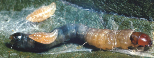 Tachinid fly larvae emerge from moth larva.