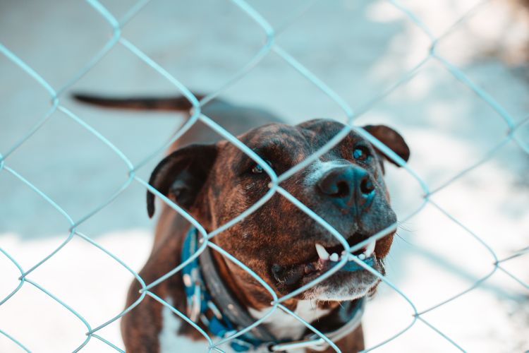 Brown dog behind fence.