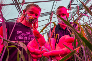 MSU greenhouses: Infrastructure that leads to innovation