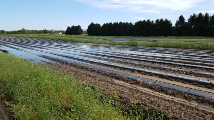 Standing water in a plasticulture production field