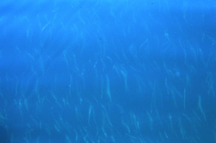 A school of cisco swim in Lake Superior near Isle Royale National Park. Photo: Ron Kinnunen | Michigan Sea Grant