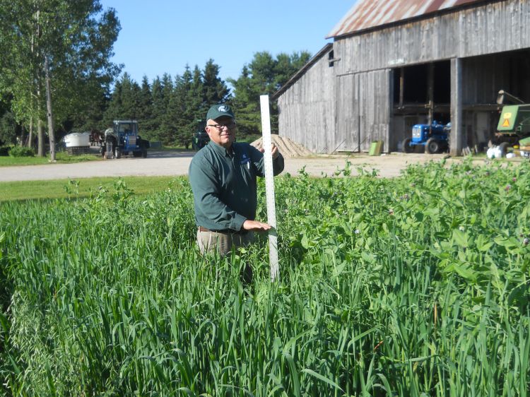 Jim Isleib with 4010 peas. All photos by Jim Isleib, MSU Extension.