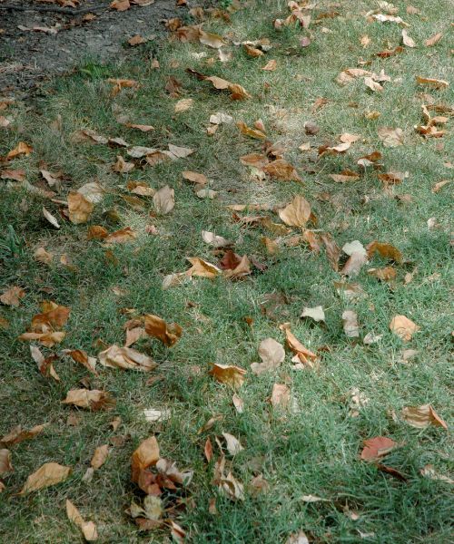 Leaves on the ground.
