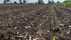 Southwest Michigan Field Crops Regional Report, May 26, 2022