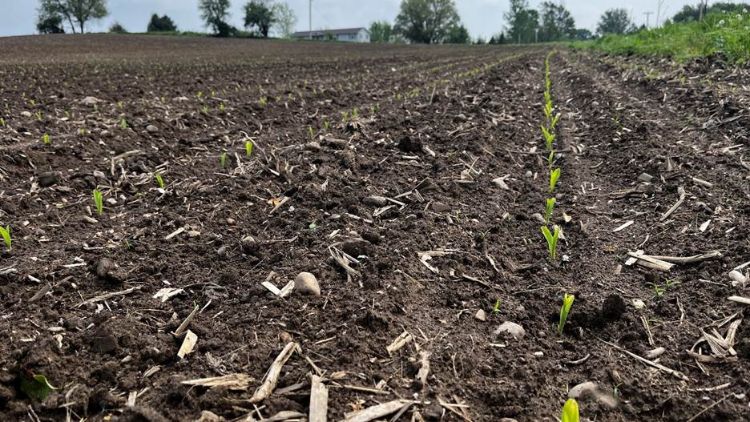 corn plants coming up in a field