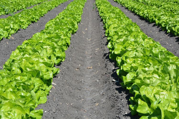 Lettuce in field