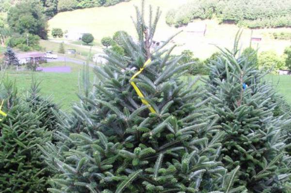 Premium Fraser Fir Christmas Tree - EverGreen - Boston Christmas Tree  Delivery & Tree Lot