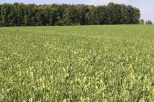 Cover crop recipes: Post wheat, use oats and radish mix