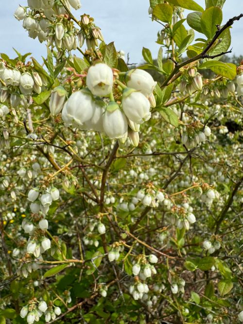 A cluster of blueberry blossoms.