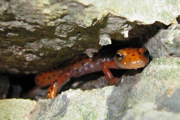 Salamanders will no longer be part of the beef supply chain - Beef