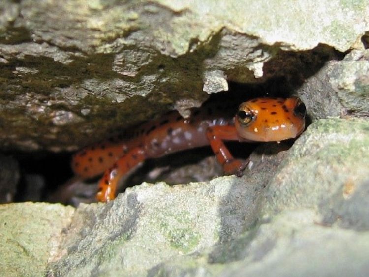 A Cave Salamander (Eurycea lucifuga).