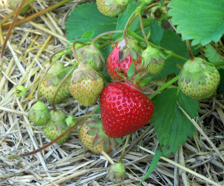 Strawberry harvest is underway with first pickings of June bearing strawberries last week. Photo credit: Mark Longstroth, MSU Extension