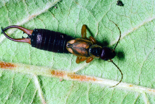Adult is dark brown with elongated body and pincer-like forceps at the rear.