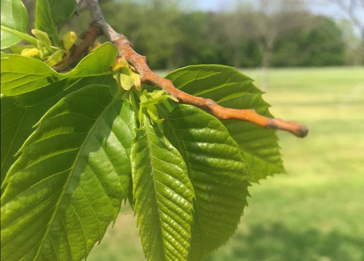 Terminal growth desiccated by winter injury