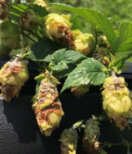 Powdery mildew on hop cones and leaves
