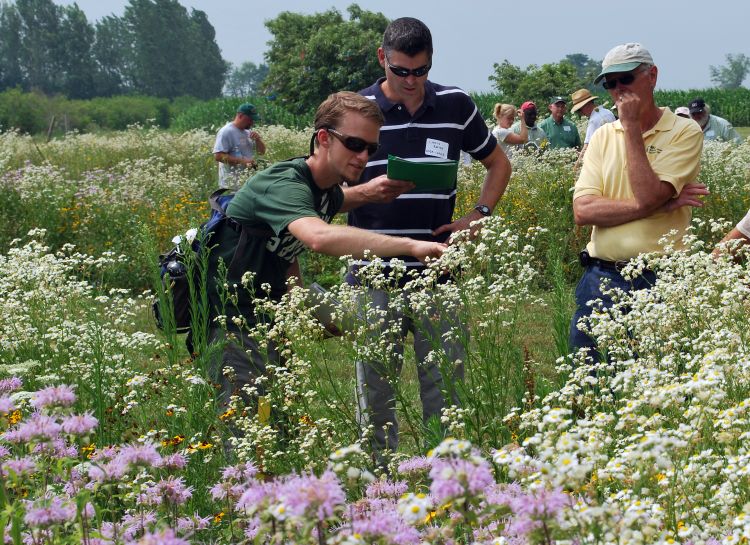 Supporting beneficial insects on your farm or garden - MSU Extension