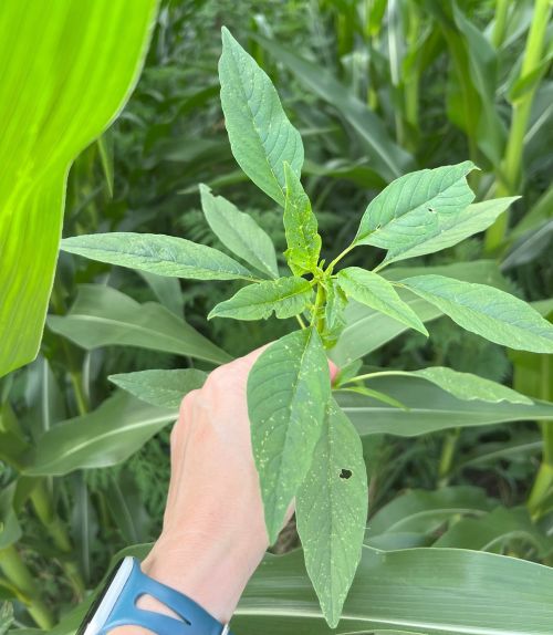 A hand holding a waterhemp weed that was growing in a corn field. The corn field is in the background.