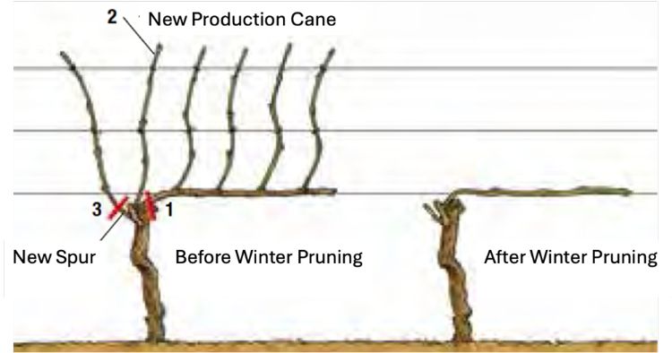 Illustration of the Guyot pruning system.