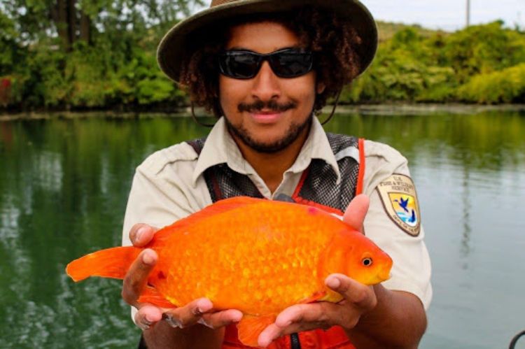 A 14-inch goldfish removed from the Niagara River. Photo: USFWS